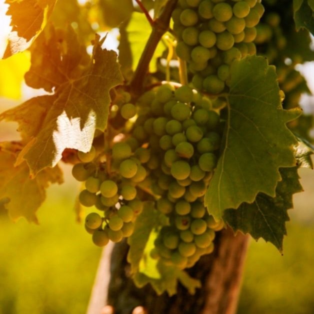 Kombinera din semester i Kroatien med ett urval av lokala viner, som är bland de bästa i världen. Vilka är de bästa regionerna och vingårdarna som du inte bör missa?