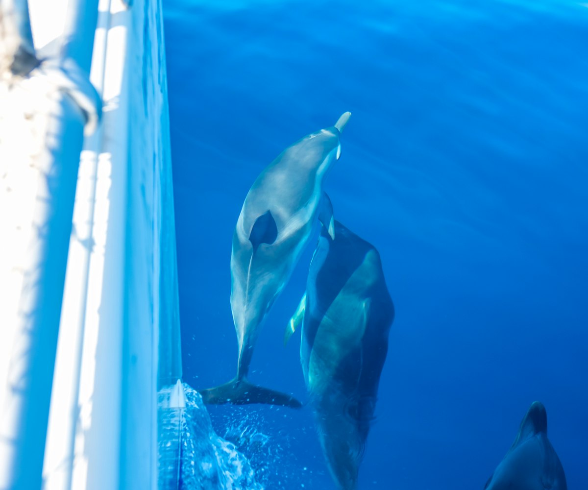 Často máme během kurzu nevšední společnost. Delfíni si užívají proudy kolem lodi a nám se tento pohled za těch několik let ještě neokoukal. A věříme, že vám také ne. 