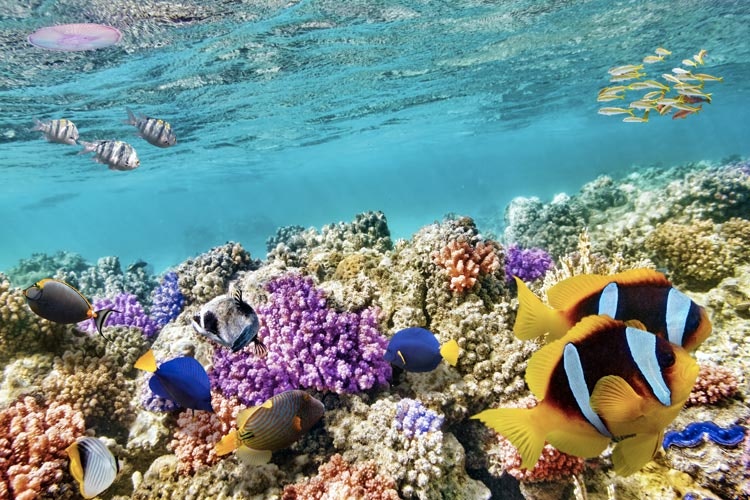 Koraljni grebeni na Karibima su raj za ronjenje. U malim dubinama, ovaj prekrasan i živahan podvodni svijet uistinu je bogat i raznolik. Uz samo disalicu, vidjet ćete najljepše stvari skrivene u čistom plavom moru.