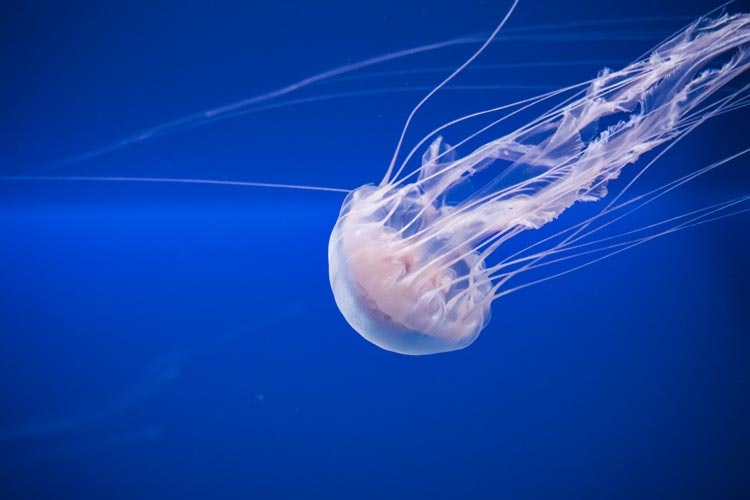 Chi non è stato punto da una medusa almeno una volta in mare! Di solito, l'incontro è semplicemente sgradevole, ma ci sono alcune specie che possono causare lesioni più gravi. Quindi, come trattare al meglio le ferite e affrontare le punture di medusa più gravi?