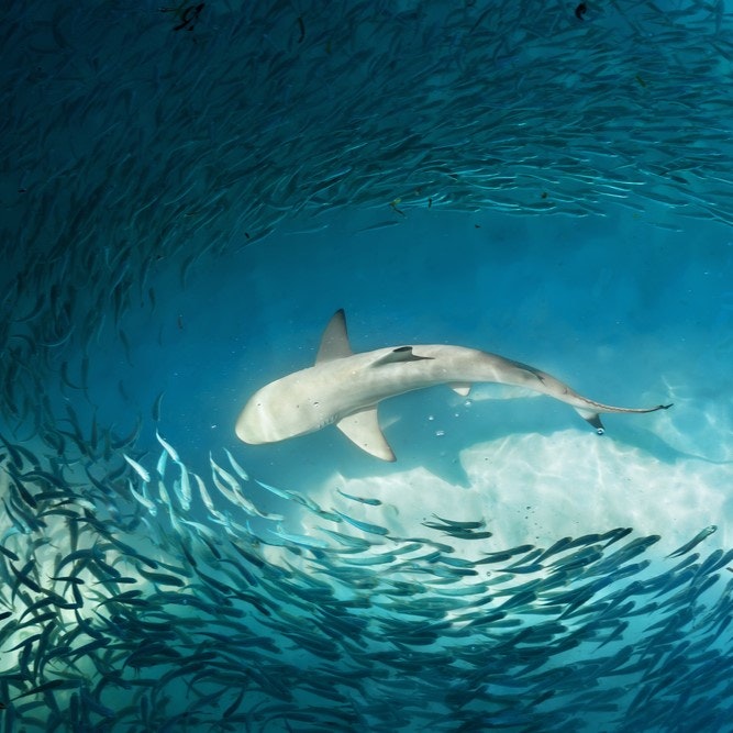 Jaká je situace se žraloky v Řecku, Chorvatsku nebo Itálii? Má smysl je řešit?