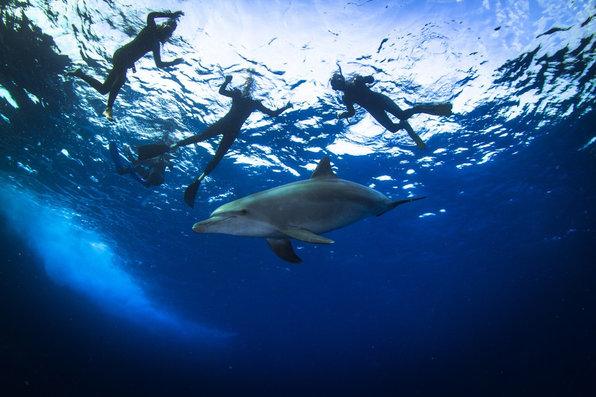 Potkat velké kytovce a rozverné delfíny na moři je sen snad pro každého. Kde na ně můžete ve Středozemí narazit?