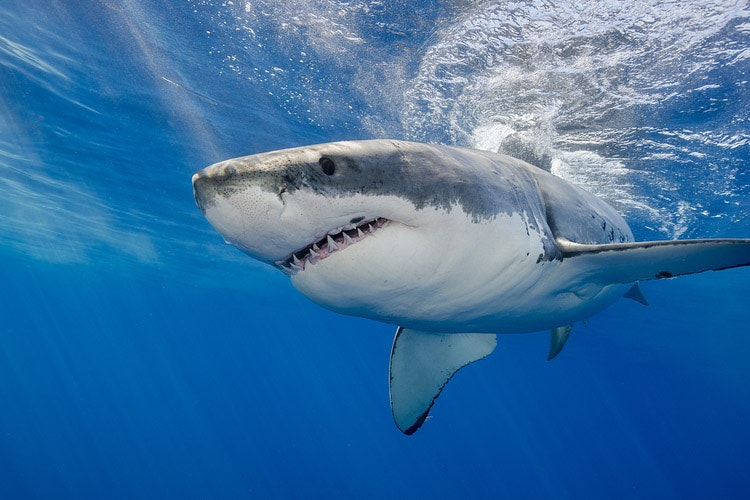 Wer einmal die Begegnung mit einem Hai unter dem Wasser erlebt, ist für immer bezaubert. Lernen Sie mit uns die geheime Welt der Haie kennen und verlieben Sie sich auch! Sie erfahren natürlich auch das, wie man mit ihnen beim Segeln ohne Risiken umgehen kann.