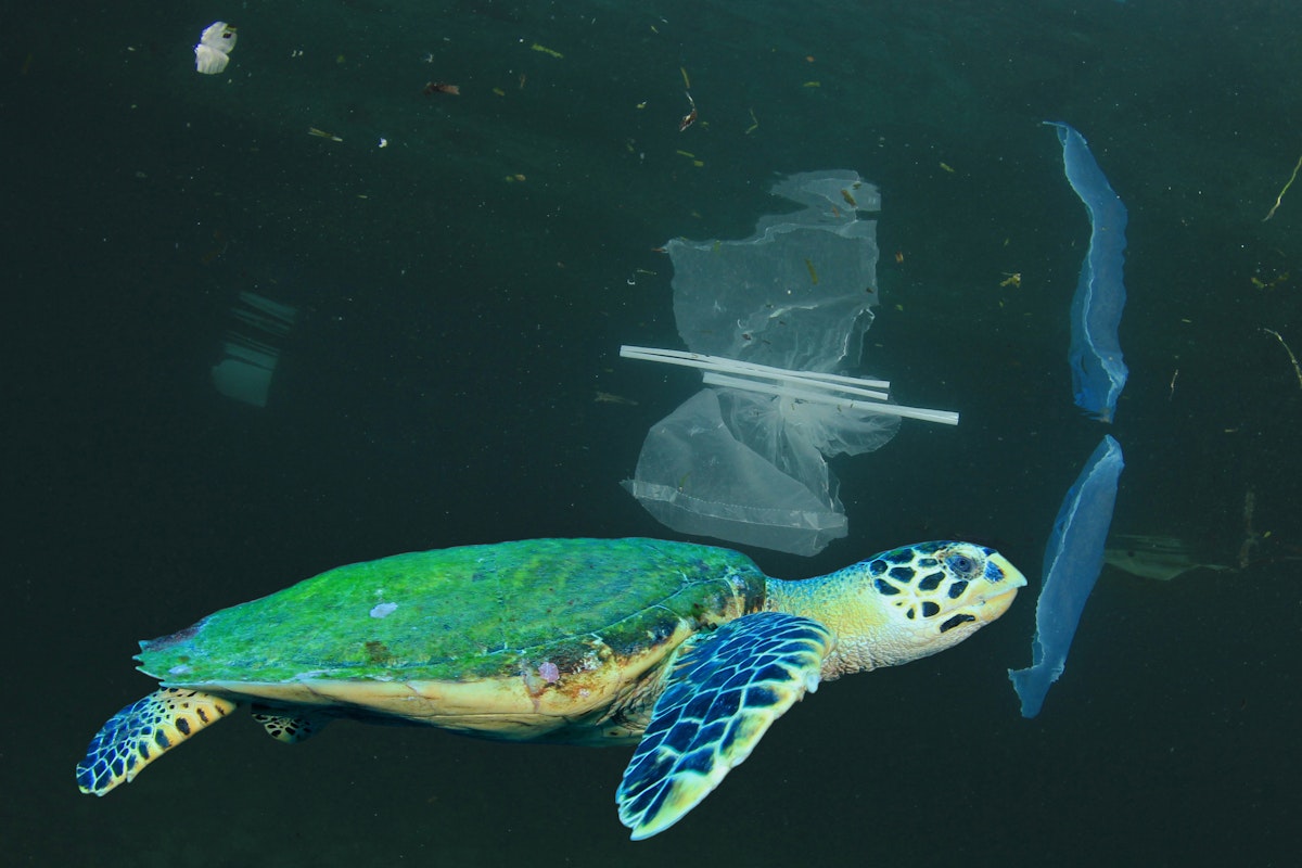 How plastics and microplastics along the food chain affect us all.