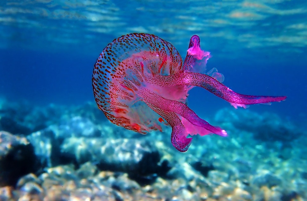 Je invaze medúz ve Středozemí sezonní? Jaké druhy a kde očekávat? A jak na první pomoc?