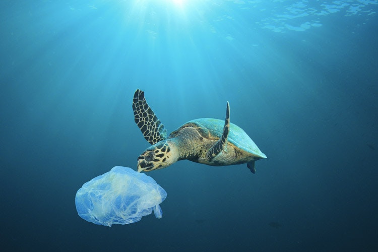 Nel giro di pochi anni, le nostre barche saranno accompagnate da bottiglie di plastica invece che da simpatici delfini? Cosa possiamo fare noi marinai per evitare di essere parte del problema?