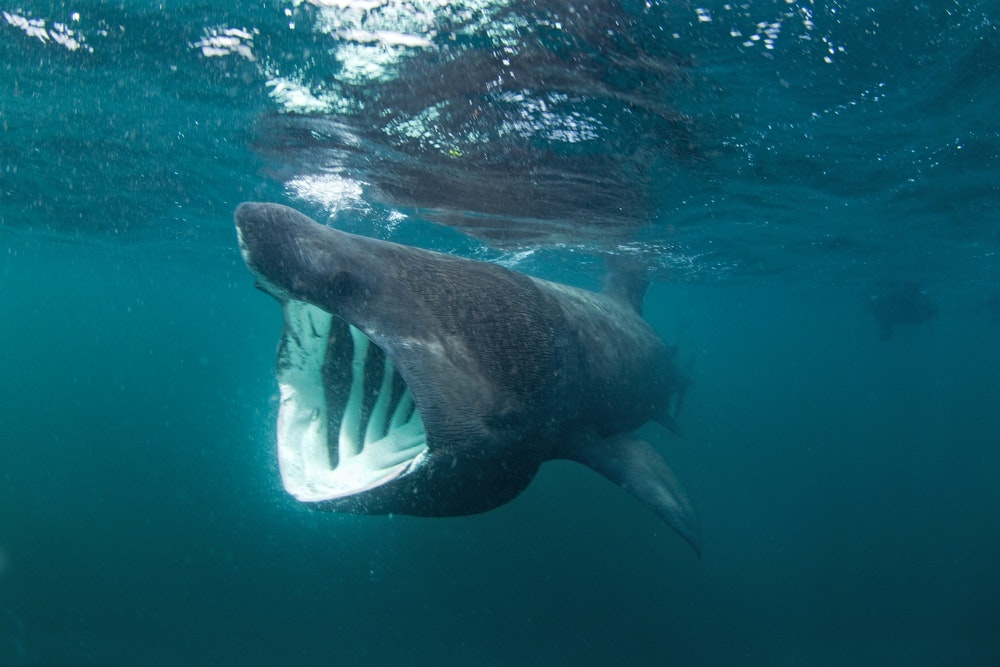 Basking köpekbalığı