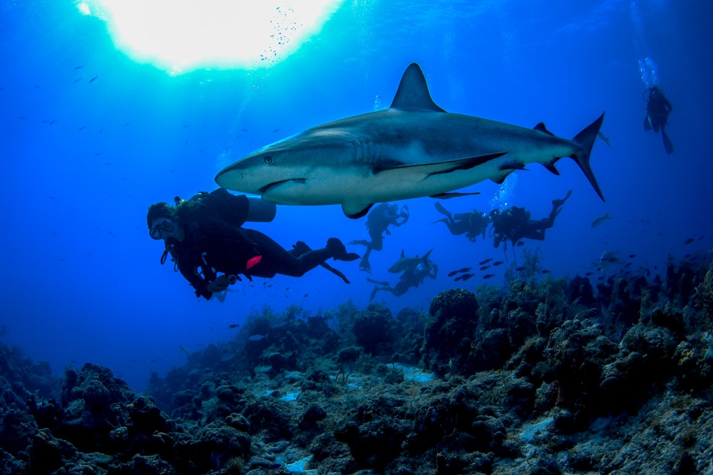 A shark calmly swims alongside a diver in the crystal clear waters of the Turks and Caicos Islands.