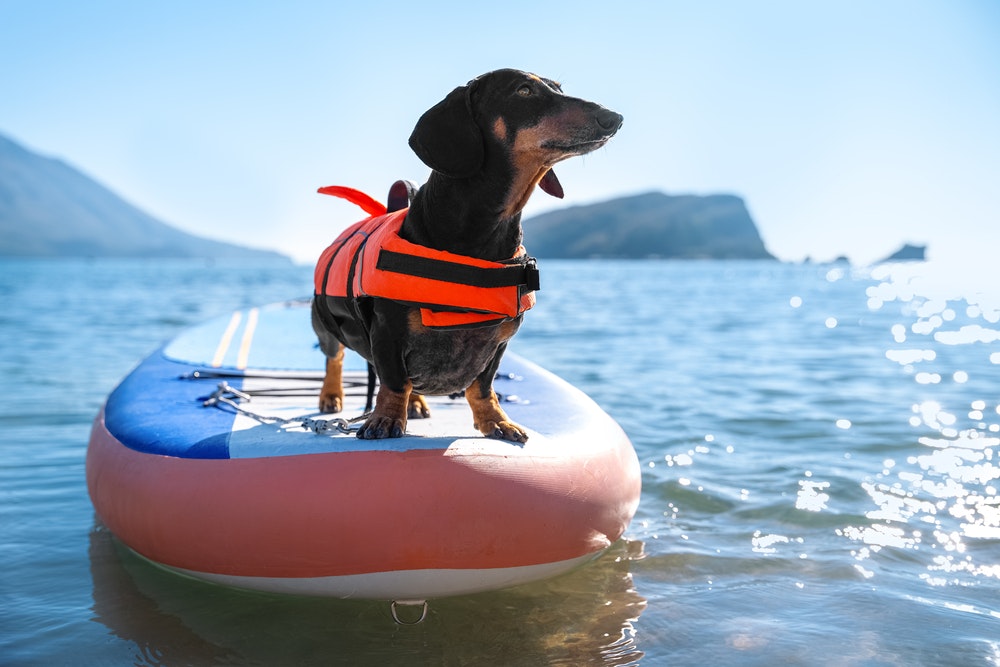 Pes na paddleboardu v záchranné vestě.