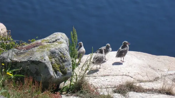 Na přelomu května a června se na Christianse líhnou ptáci