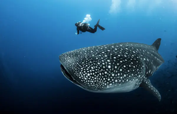 The majestic and huge whale shark