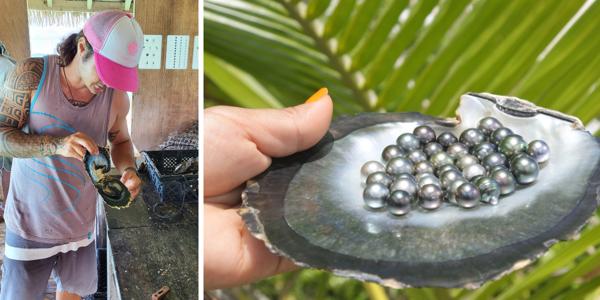 Черный жемчуг, выращенный и только что собранный на жемчужной ферме на атолле Факарава, Туамот, Французская Полинезия. Факарава, Туамот, Французская Полинезия.