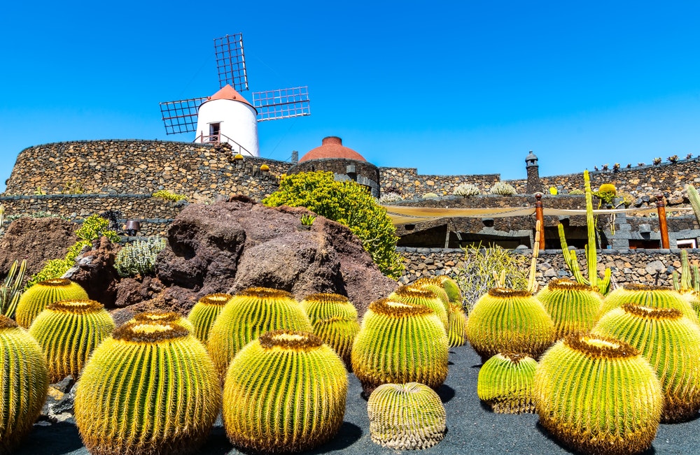 Vista del giardino di cactus tropicali (Jardin de Cactus) nel villaggio di Guatiza. Lanzarote, Isole Canarie, Spagna.