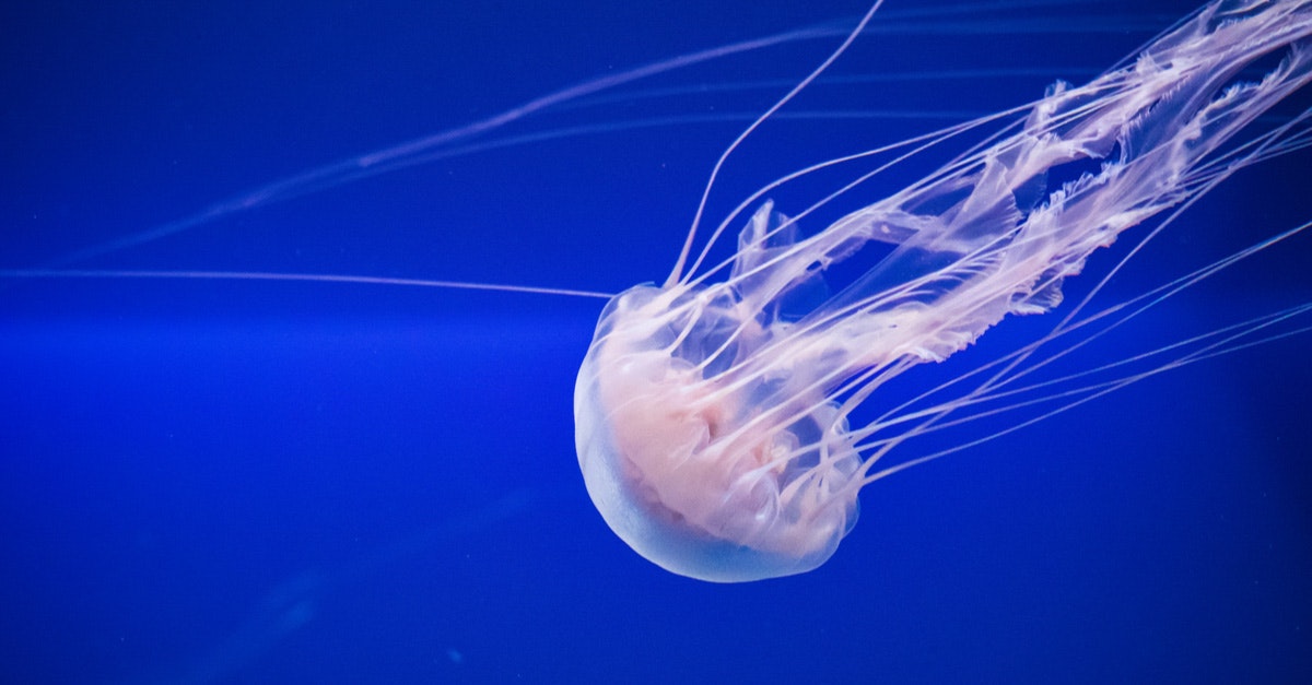 What to do if a jellyfish stings you?