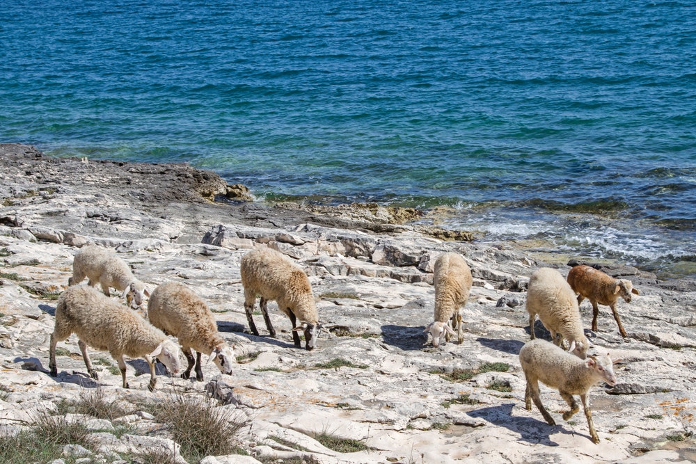 Il paesaggio è inospitale, ma gli abitanti del luogo pascolano le loro pecore. 