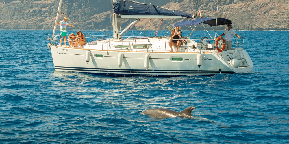 dolphin boat