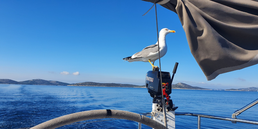 Outboard motor and seagull