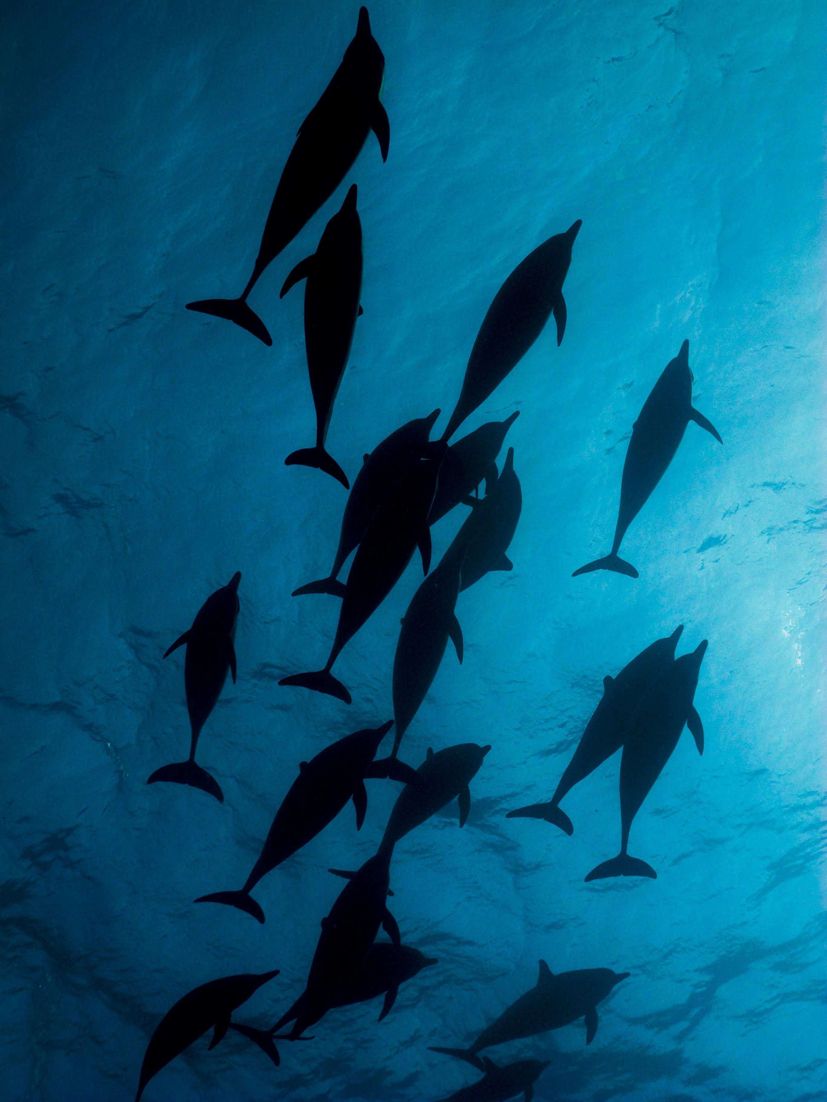 Dolphins from the perspective of a snorkeller