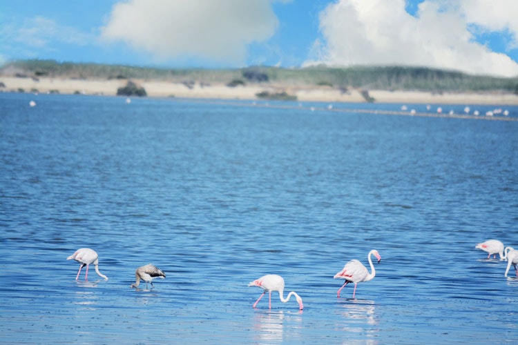 Flamingos leben in Sardinien an mehreren Orten
