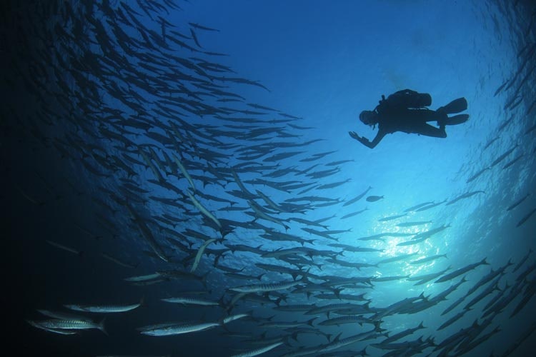 Potápění u ostrova Capraia