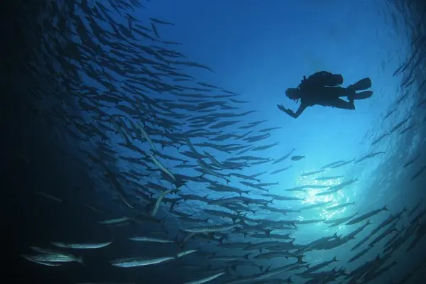 Diving on the island of Capraia