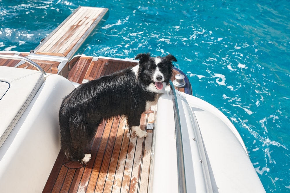 Cane border collie felice a bordo di uno yacht
