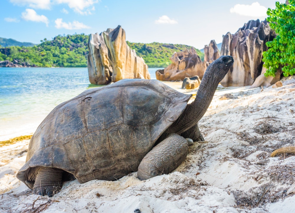 Jättiläinen Aldabra-kilpikonna Seychelleillä, rannalla lähellä Praslinia