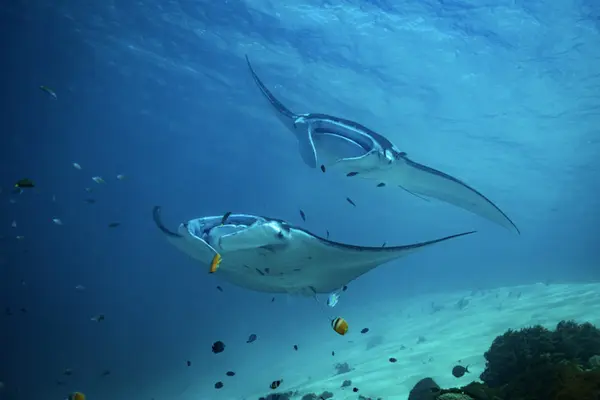 The Mantas Movement Reminds A Bird