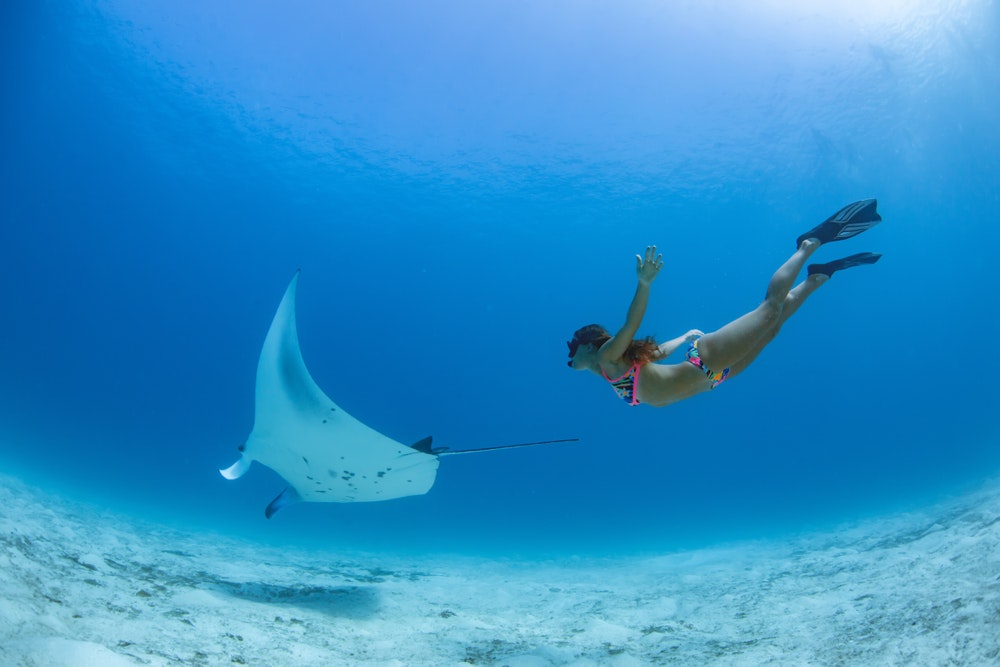 En kvinde dykker med en manta ray på bunden af havet