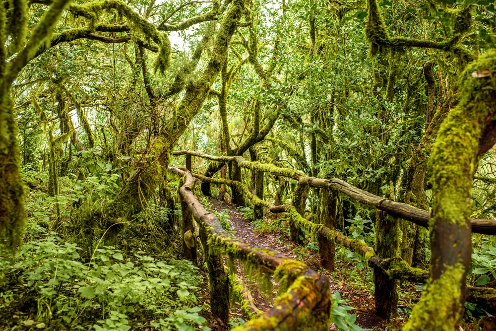 Čudovit deževni gozd na otoku La Gomera, Parque Nacional de Garajonay, Kanarski otoki, Španija