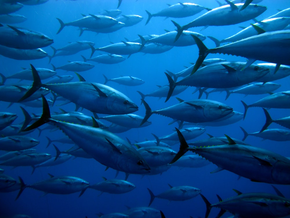 Húf tuniakov