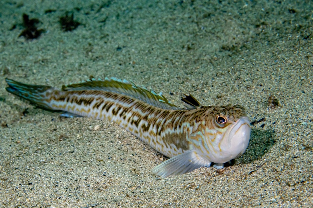 Greater weever (Trachinus draco) on a sandy seabed