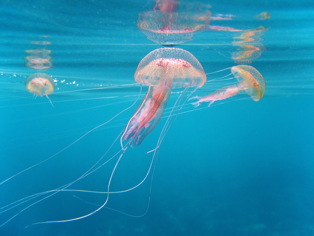 Niebezpieczna meduza Pelagia Noctiluca