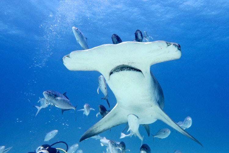 Žralok kladivohlavý