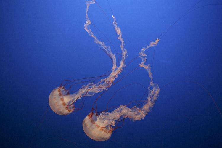 Vespa di mare (Chironex fleckeri)