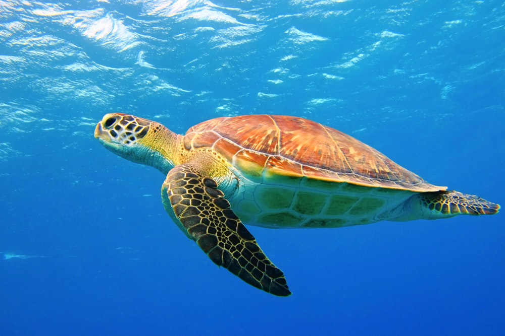 Zakynthos er bl.a. berømt for sine skildpadde-strande
