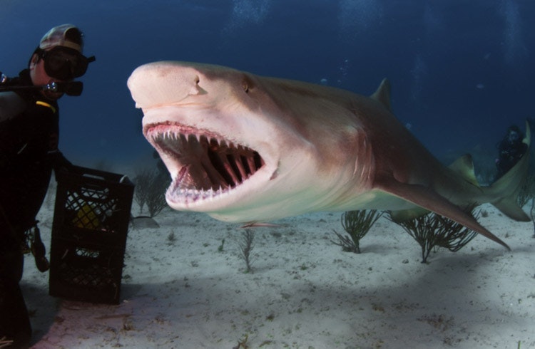 Ένας βυθιστής κοιτάζει στο στόμα και τον οισοφάγο ενός λεμονοκαρχαρία