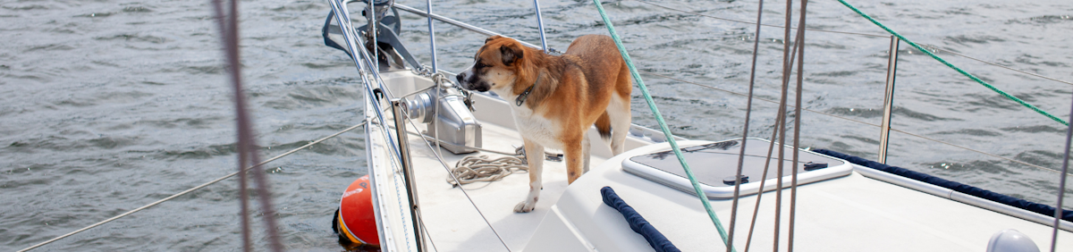 Cani da mare: 7 consigli per navigare con il vostro cane
