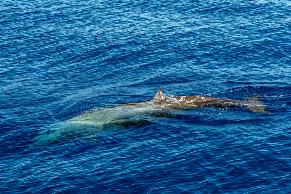 Φάλαινα με ράμφος Cuvier