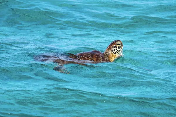 Turtle in Tobago Cays Marine Park