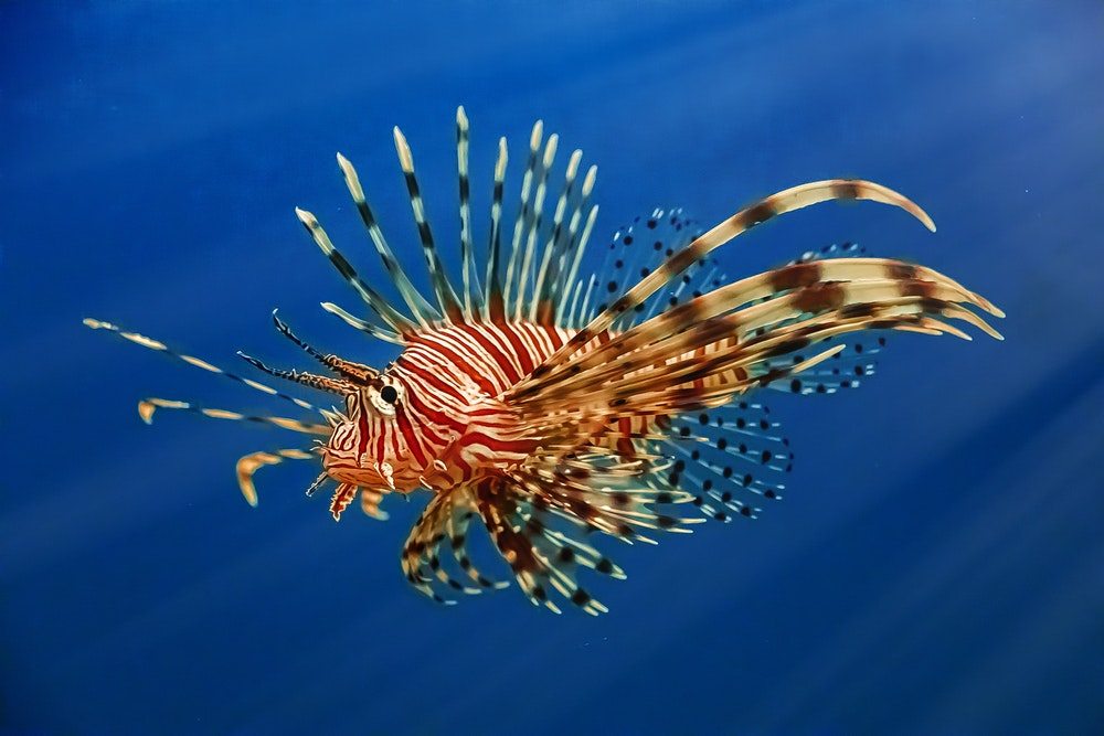 Отровна риба, оранжево оцветена перуника (Pterois), 