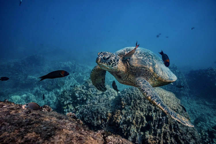 Turtle at a cleaning station