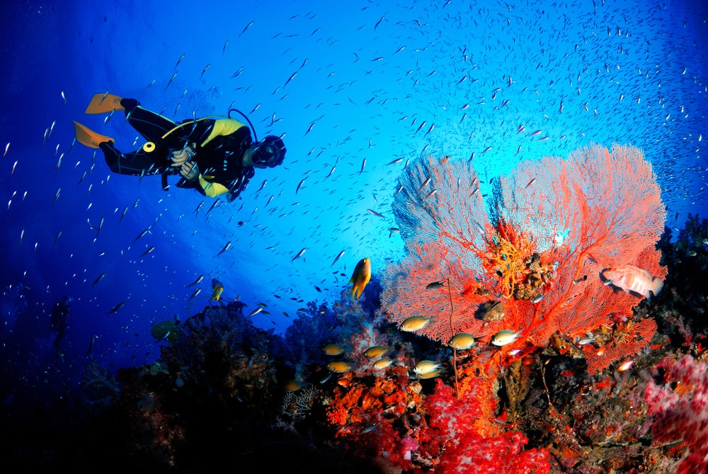 Un subacqueo con un fantastico ventaglio marino in un meraviglioso mondo sottomarino.