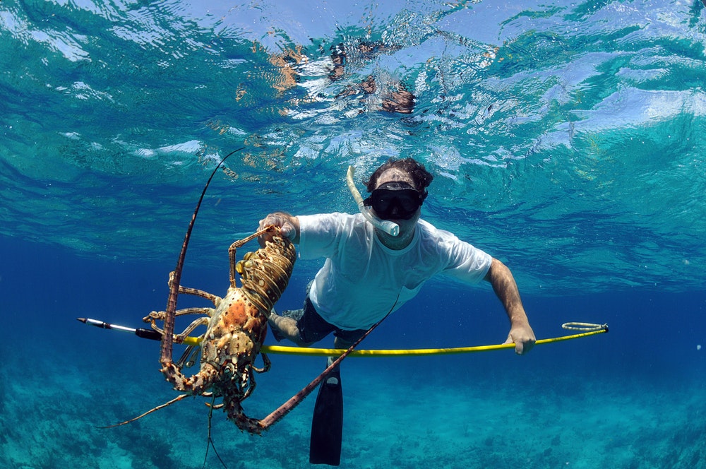 Man catching lobster.