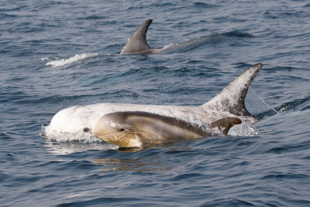 Risso's dolphin ή γκρίζο δελφίνι