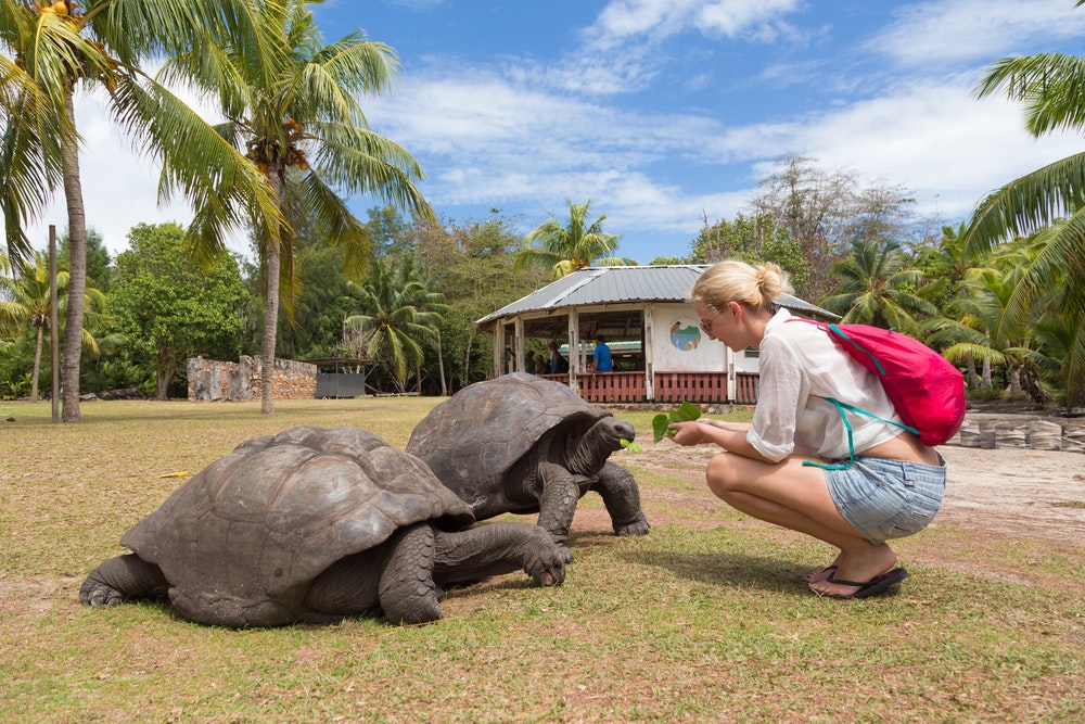 Ein Tourist füttert und bewundert die großen alten Aldabra-Riesenschildkröten, Aldabrachelys gigantea, im Curieuse Island National Marine Park in der Nähe von Praslin, Seychellen.