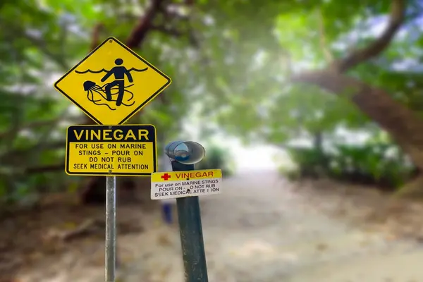 Guide to jellyfish in the Mediterranean and sting treatment