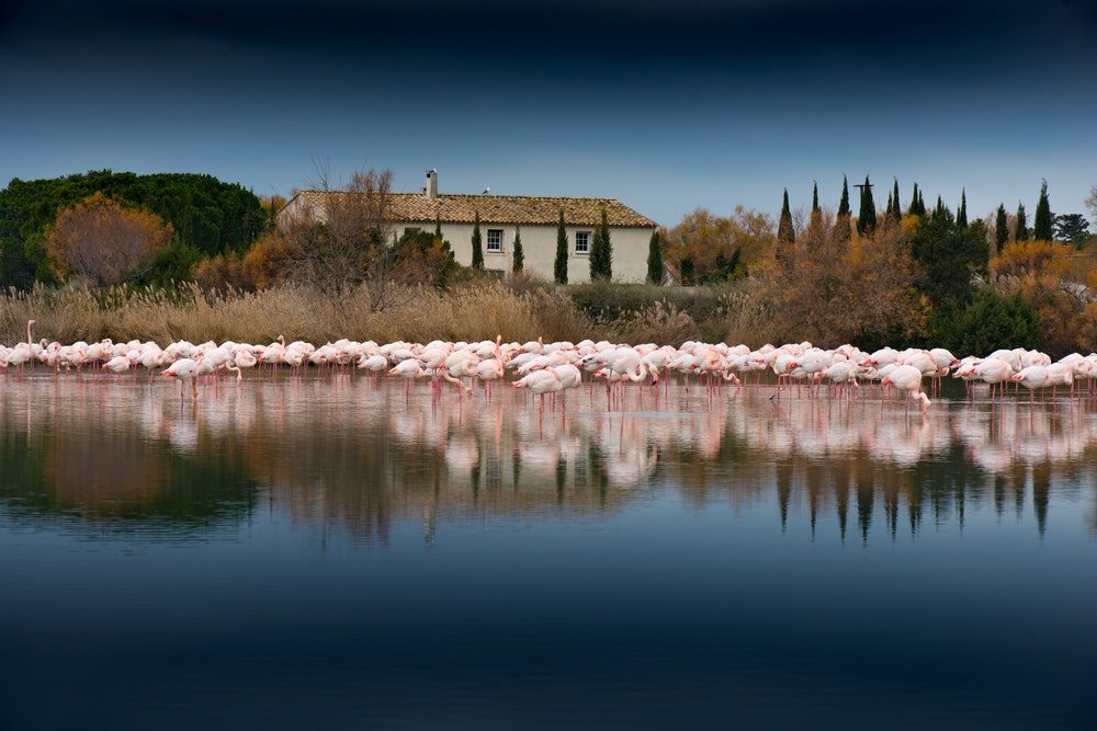 Flamingi v mestu Camarque v Franciji.