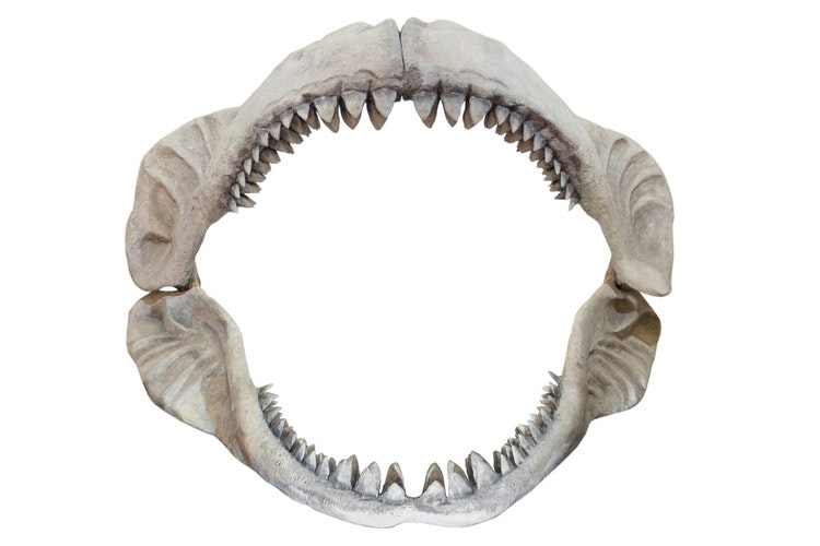 Mandíbula de tiburón