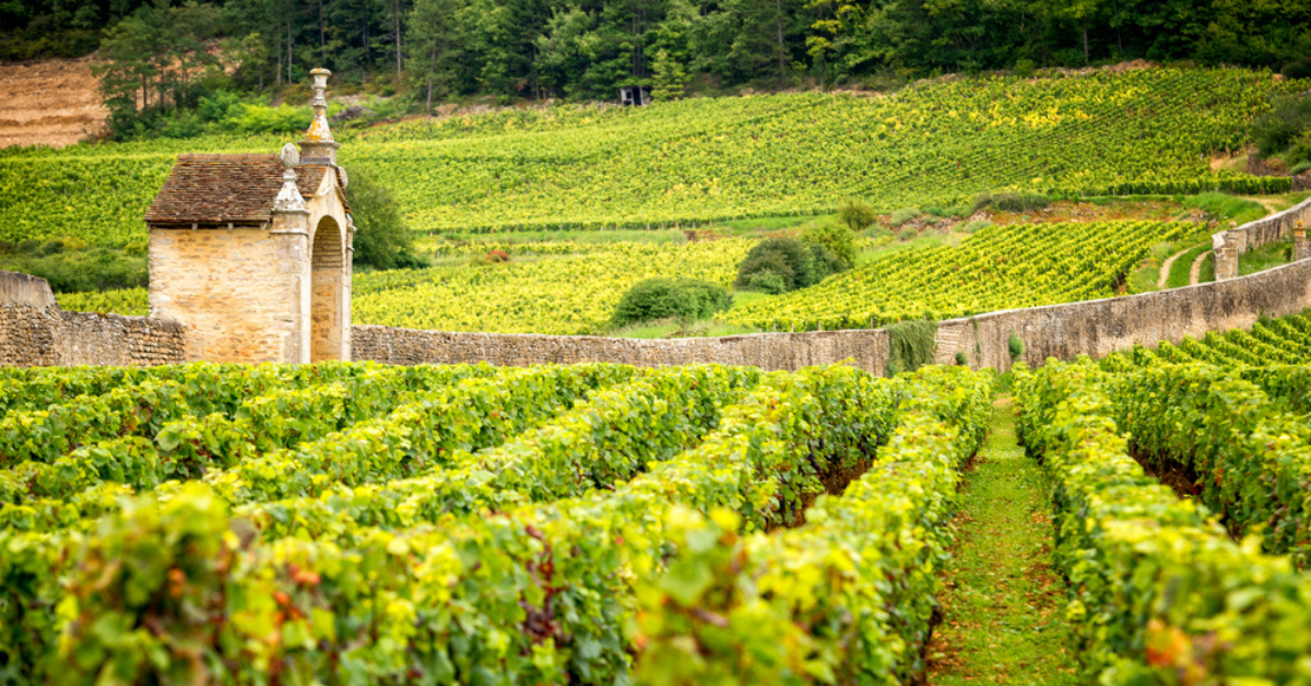 Viinamarjaistandused Burgundias